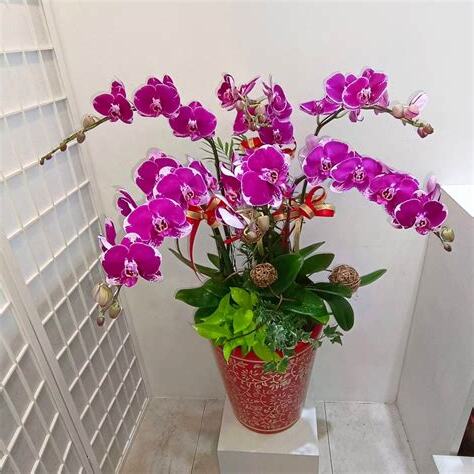 蘭花 風水
